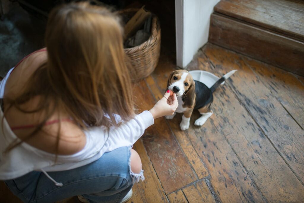 Can dogs eat Oreos?